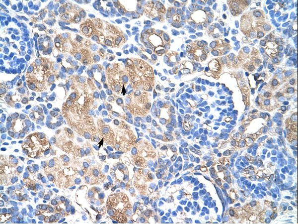 HSPB1 antibody LS-C31836 was used in IHC to stain formalin-fixed, paraffin-embedded human kidney.
