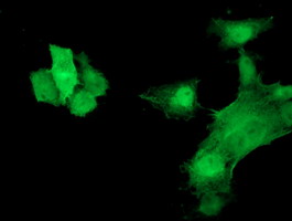 Anti-HSPB7 mouse monoclonal antibody immunofluorescent staining of COS7 cells transiently transfected by pCMV6-ENTRY HSPB7.