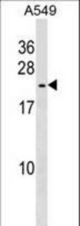 HSPB9 Antibody western blot of A549 cell line lysates (35 ug/lane). The HSPB9 antibody detected the HSPB9 protein (arrow).