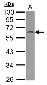 Sample (30 ug of whole cell lysate) A: 293T 10% SDS PAGE HSPBAP1 antibody diluted at 1:500