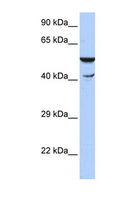HSPBAP1 antibody LS-C110412 Western blot of HepG2 cell lysate.