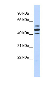 HSPBAP1 antibody LS-C109813 Western blot of Fetal Brain lysate.