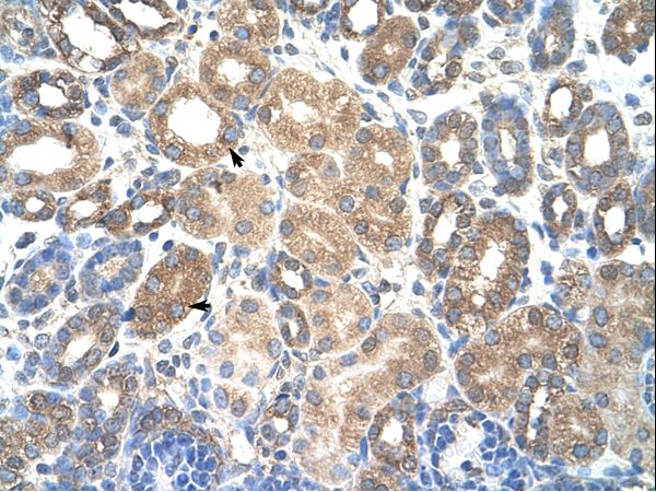 HSPBAP1 antibody LS-C30476 was used in IHC to stain formalin-fixed, paraffin-embedded human kidney.