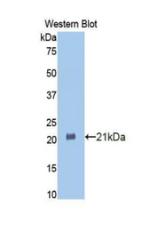 Western blot of recombinant HSPBP1.