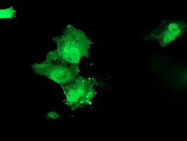 Anti-HSPBP1 mouse monoclonal antibody immunofluorescent staining of COS7 cells transiently transfected by pCMV6-ENTRY HSPBP1.