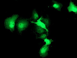 Anti-HSPBP1 mouse monoclonal antibody immunofluorescent staining of COS7 cells transiently transfected by pCMV6-ENTRY HSPBP1.