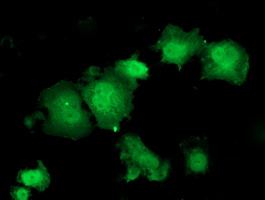 Anti-HSPBP1 mouse monoclonal antibody immunofluorescent staining of COS7 cells transiently transfected by pCMV6-ENTRY HSPBP1.