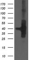 HEK293T cells were transfected with the pCMV6-ENTRY control (Left lane) or pCMV6-ENTRY HSPBP1 (Right lane) cDNA for 48 hrs and lysed. Equivalent amounts of cell lysates (5 ug per lane) were separated by SDS-PAGE and immunoblotted with anti-HSPBP1.