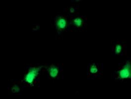 Anti-HSPBP1 mouse monoclonal antibody immunofluorescent staining of COS7 cells transiently transfected by pCMV6-ENTRY HSPBP1.