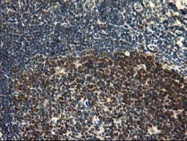IHC of paraffin-embedded Human tonsil using anti-HSPBP1 mouse monoclonal antibody.