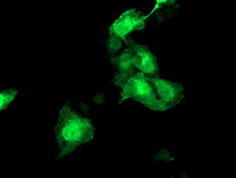 Anti-HSPBP1 mouse monoclonal antibody immunofluorescent staining of COS7 cells transiently transfected by pCMV6-ENTRY HSPBP1.