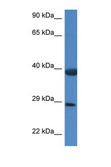 HSPBP1 antibody LS-C145388 Western blot of Rat Muscle lysate. Antibody concentration 1 ug/ml.