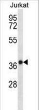 HSPBP1 Antibody western blot of Jurkat cell line lysates (35 ug/lane). The HSPBP1 antibody detected the HSPBP1 protein (arrow).