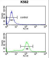 CDK5RAP1 Antibody flow cytometry of K562 cells (bottom histogram) compared to a negative control cell (top histogram). FITC-conjugated goat-anti-rabbit secondary antibodies were used for the analysis.