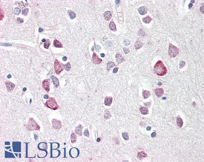 Anti-NEUROG2 / NGN2 / Neurogenin 2 antibody IHC staining of human brain, cortex. Immunohistochemistry of formalin-fixed, paraffin-embedded tissue after heat-induced antigen retrieval.