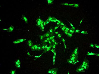 Immunofluorescent staining of SH-SY-5Y cells using anti-Neurogenin-2 antibody.