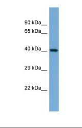 Western blot of Mouse Heart . Ilf2 antibody dilution 1.0 ug/ml.
