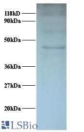 Western blot of Interleukin enhancer-binding factor 2 polyclonal Antibody at 2 ug/ml + 293T whole cell lysate at 20 ug. Secondary: Goat polyclonal to Rabbit IgG at 1:15000 dilution. Predicted band size: 43 kDa. Observed band size: 43 kDa.