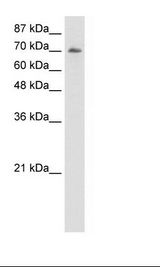 HepG2 Cell Lysate