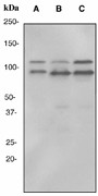 Western blot analysis on (A) Raji, (B) HeLa and (C) K562 cell lysates using anti-ILF3 antibody (LS-C105588), dilution 1:100000.