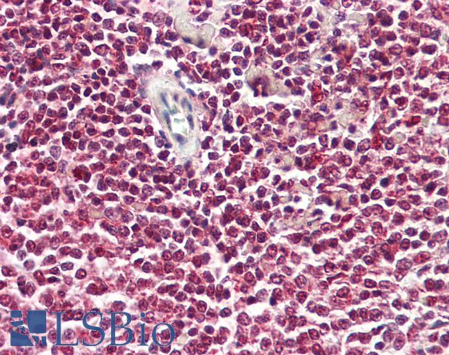 Anti-NF90 / ILF3 antibody IHC of human spleen. Immunohistochemistry of formalin-fixed, paraffin-embedded tissue after heat-induced antigen retrieval. Antibody LS-B8073 dilution 5-10 ug/ml.