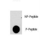 Dot blot of anti-NFATC2-pS330 Phospho-specific antibody on nitrocellulose membrane. 50ng of Phospho-peptide or Non Phospho-peptide per dot were adsorbed. Antibody working concentrations are 0.5ug per ml.