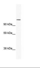 SP2/0 Cell Lysate