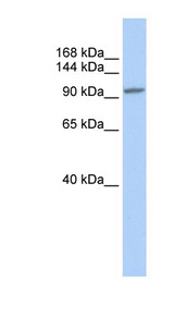 NFATC3 antibody LS-B6971 Western blot of HeLa lysate.