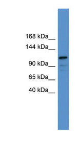 NFATC1 antibody LS-C135089 Western blot of COLO205 cell lysate.