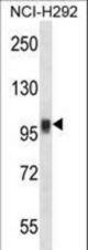 NFATC1 Antibody western blot of NCI-H292 cell line lysates (35 ug/lane). The NFATC1 antibody detected the NFATC1 protein (arrow).
