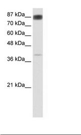 Transfected 293T Cell Lysate