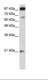 Transfected 293T Cell Lysate