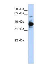 NFE2 antibody LS-C102741 Western blot of 293T cell lysate.