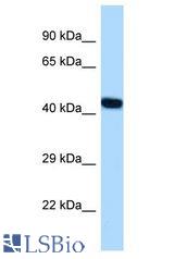 NFE2 / p45 antibody Western Blot of Mouse Heart. Antibody dilution: 1 ug/ml.