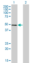 Western Blot analysis of NFE2 expression in transfected 293T cell line by NFE2 monoclonal antibody (M01), clone 2C6.Lane 1: NFE2 transfected lysate(41.5 KDa).Lane 2: Non-transfected lysate.