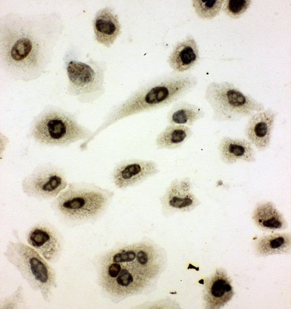 NFE2L2 / NRF2 antibody. ICC: A549 Cell.