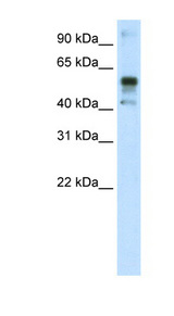 NFE2L2 / NRF2 antibody LS-C31314 Western blot of A172 cell lysate.