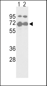 Western blot of NFE2L2-S40 in T47D(lane 1) and 293(lane 2) cell line lysates (35 ug/lane). NFE2L2 (arrow) was detected using the purified antibody.