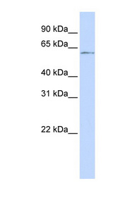 NFIC antibody LS-C102850 Western blot of 721_B cell lysate.