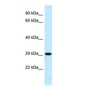 Western blot of Mouse Heart. Nfic antibody dilution 1.0 ug/ml.