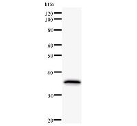 Western blot analysis of immunized recombinant protein, using anti-NFIC monoclonal antibody.