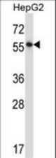 NFIA Antibody western blot of HepG2 cell line lysates (35 ug/lane). The NFIA antibody detected the NFIA protein (arrow).