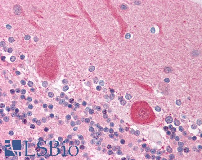 Anti-NFIA antibody IHC of human brain, cerebellum. Immunohistochemistry of formalin-fixed, paraffin-embedded tissue after heat-induced antigen retrieval. Antibody LS-B1549 concentration 5 ug/ml.