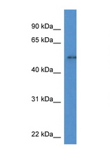 NFIA antibody LS-C135063 Western blot of Mouse Heart lysate. Antibody concentration 1 ug/ml.