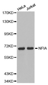 Western blot analysis of extracts of various cell lines, using NFIA antibody.