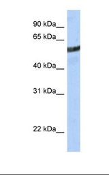 721_B cell lysate. Antibody concentration: 1.0 ug/ml. Gel concentration: 12%.