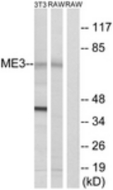 Western blot of extracts from RAW264.7/NIH-3T3 cells, using ME3 Antibody. The lane on the right is treated with the synthesized peptide.