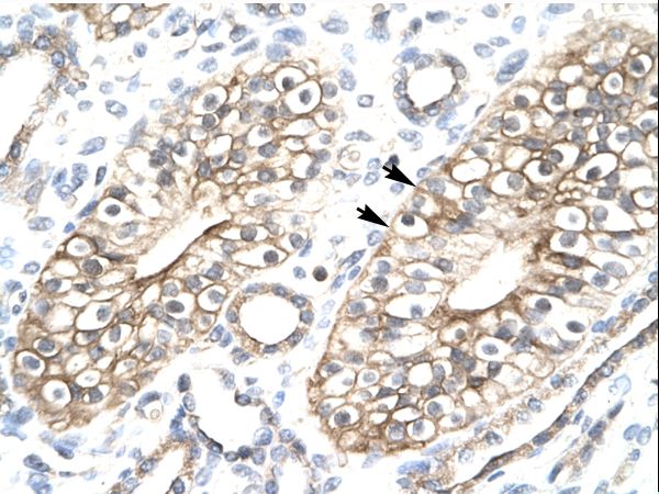 MEAF6 / C1orf149 antibody LS-C30411 was used in IHC to stain formalin-fixed, paraffin-embedded human kidney.