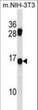 MDS1 Antibody western blot of mouse NIH-3T3 cell line lysates (35 ug/lane). The MDS1 antibody detected the MDS1 protein (arrow).