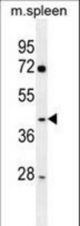 NFKBID Antibody western blot of mouse spleen tissue lysates (35 ug/lane). The NFKBID antibody detected the NFKBID protein (arrow).